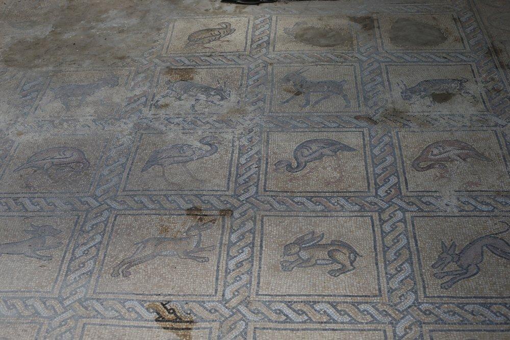 Byzantine-era ancient mosaic found in the central Gaza Strip on the propery of Palestinian farmer Salman al-Nabahin.