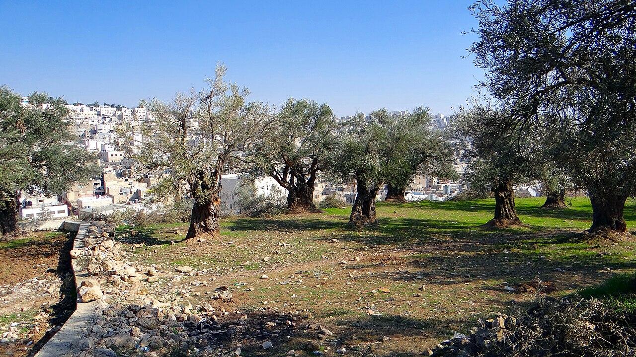 A grove of olive trees on Tel Rumeida, Hebron