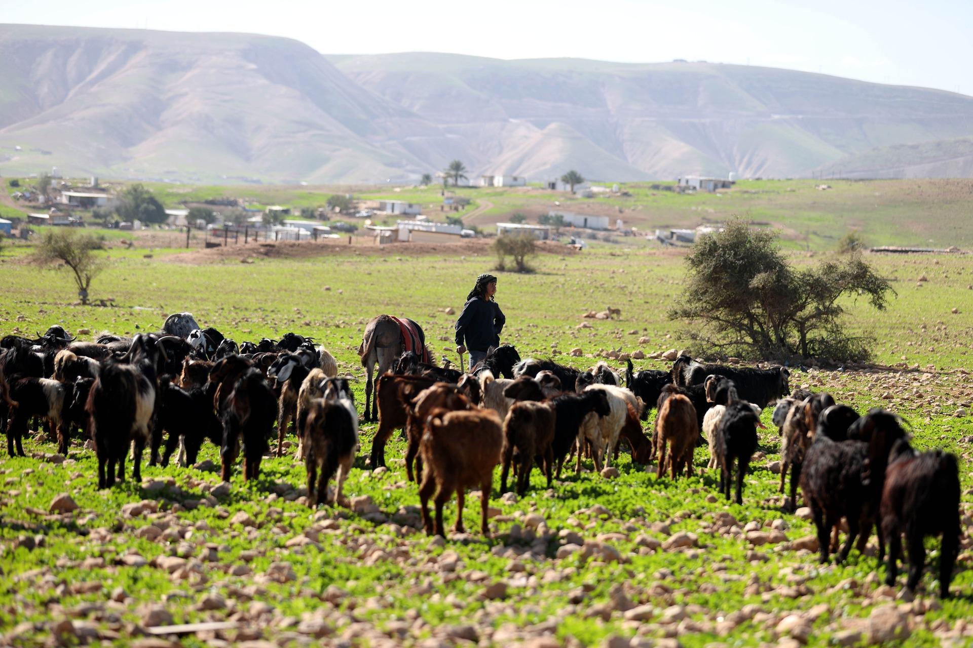 A Palestinian shepherd stands with his flock in Jericho in the occupied West Bank amid a sharp increase in Israeli settler attacks on Palestinian herders and their flocks.