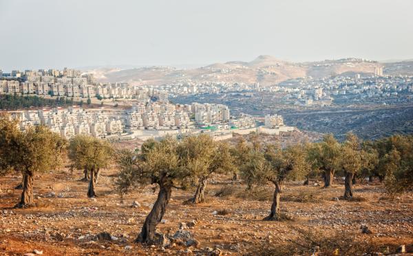 A view of Palestinian olive trees, with an Israeli settlement in the distant background. Palestinian olive trees are often attacked, burned, and uprooted by Israeli settlers during harvest season.