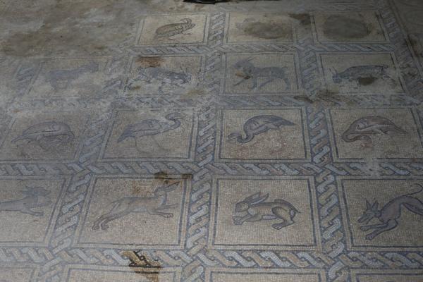 Byzantine-era ancient mosaic found in the central Gaza Strip on the propery of Palestinian farmer Salman al-Nabahin.