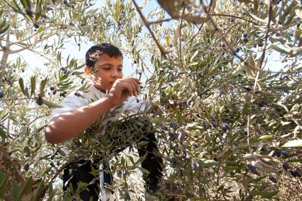 A Palestinian boy picks olives during the olive harvest.