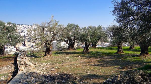 A grove of olive trees on Tel Rumeida, Hebron