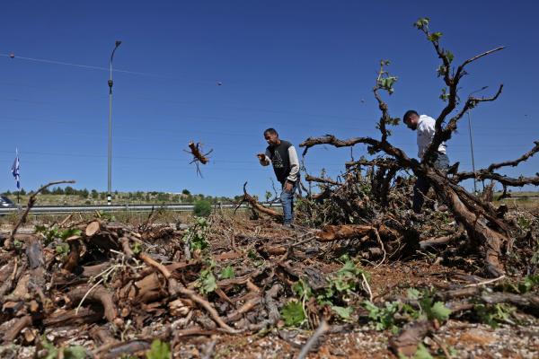 Palestinian farmers inspect their destroyed trees and grapevines that were torched by Israel in the Baqaa Valley near Hebron in the West Bank. May 7, 2026.