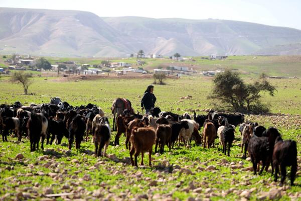 A Palestinian shepherd stands with his flock in Jericho in the occupied West Bank amid a sharp increase in Israeli settler attacks on Palestinian herders and their flocks.